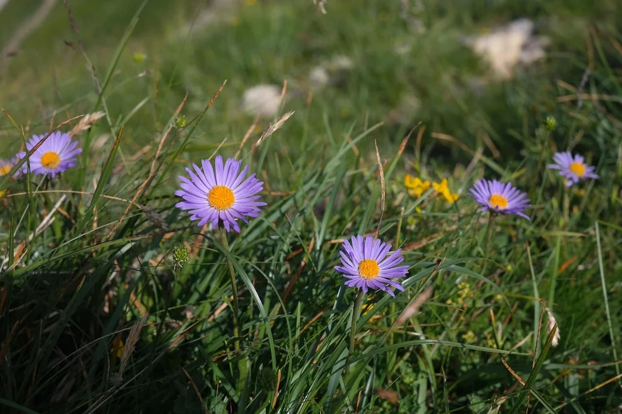 Alpine aster flowers with lilac petals and yellow centres growing among grass in a meadow