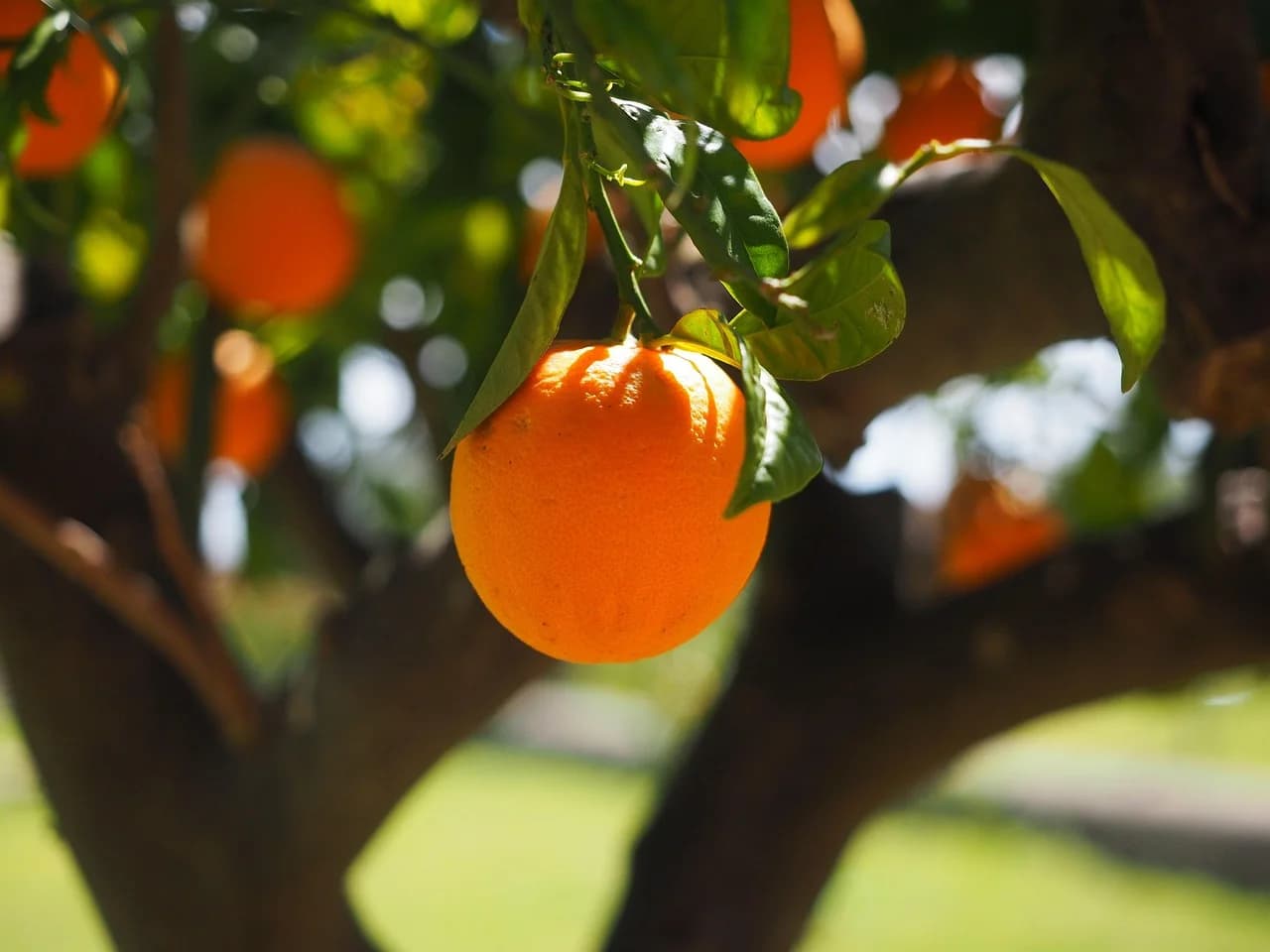 Orange Tree fruit hanging from a branch among glossy green leaves