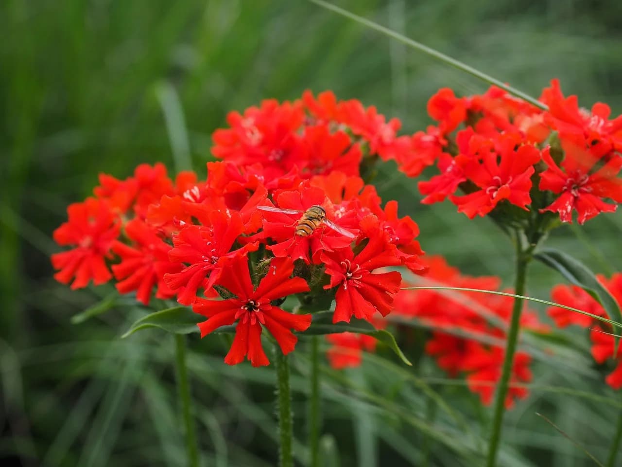 Maltese cross plants with dense clusters of bright red flowers growing among green grass