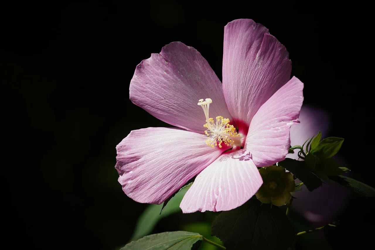 Rose mallow flower with pale pink petals, red center and yellow stamens against a dark background