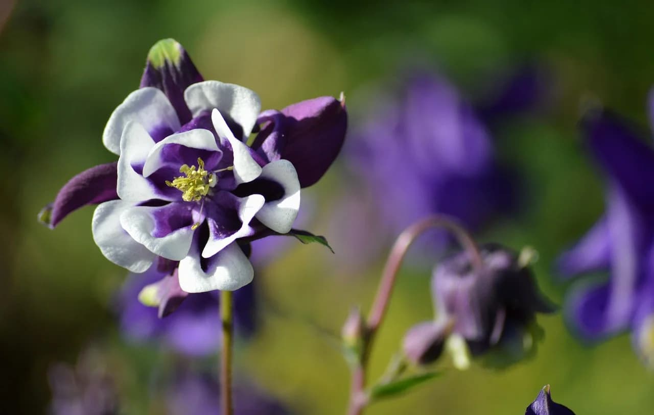 Columbine purple and white flowers with yellow stamens growing among blurred purple blooms