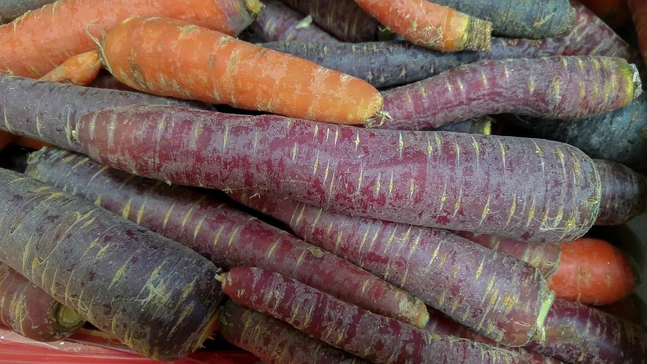 Purple carrot roots piled together with some orange carrots