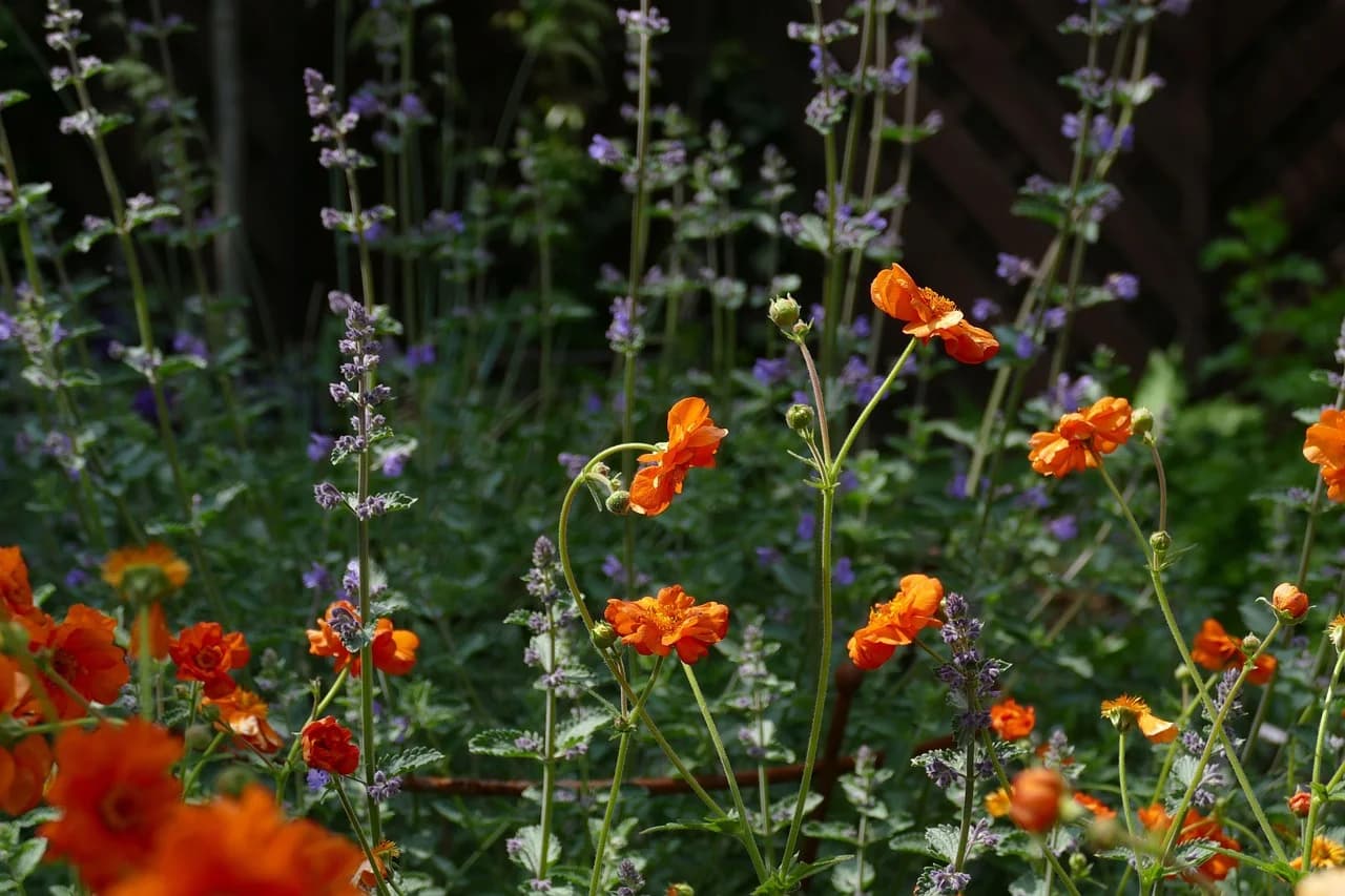 Geum orange flowers growing in a garden bed among purple salvia spikes