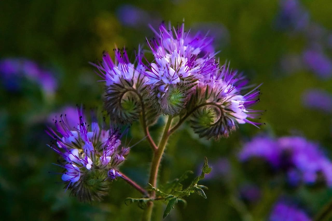 Phacelia tanacetifolia flower clusters with purple blooms and curled buds on a stem