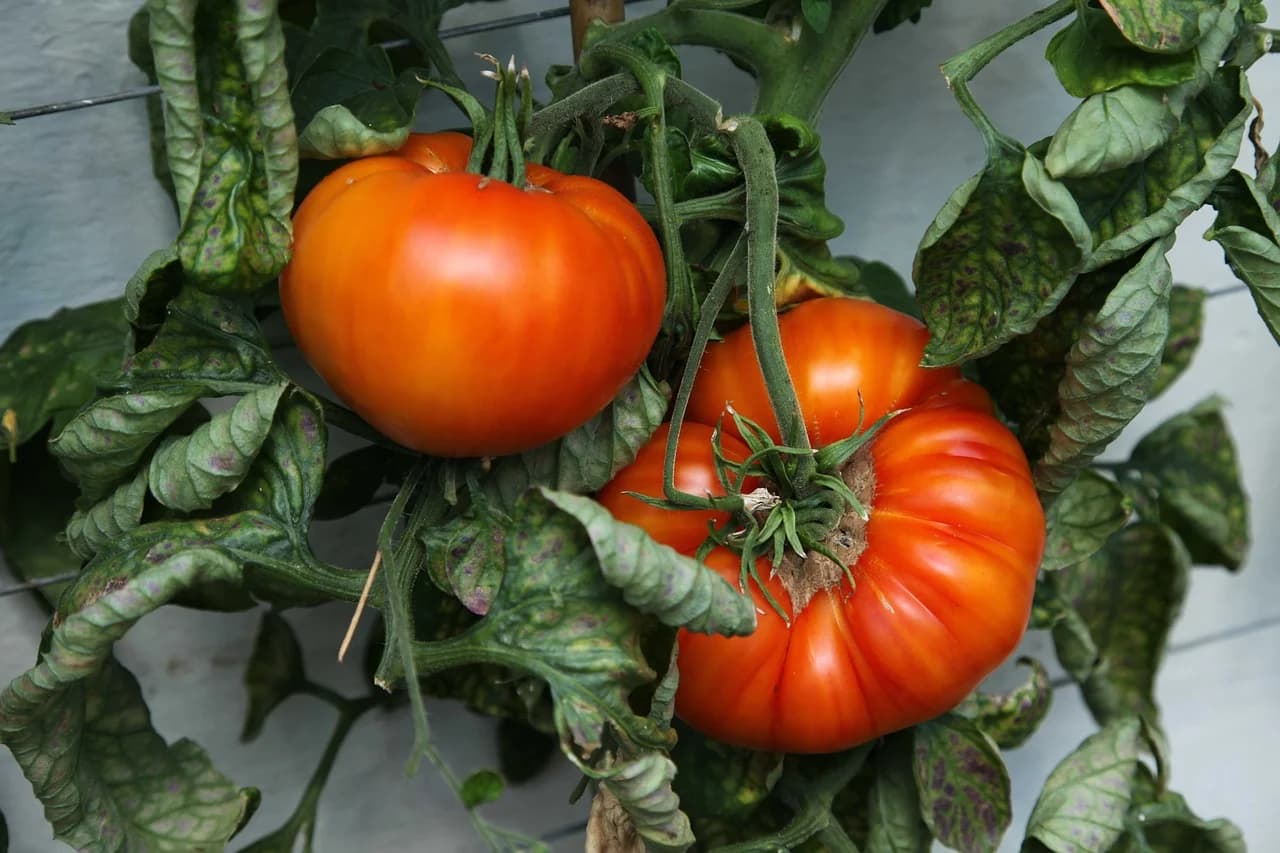 Large ribbed red beefsteak tomatoes ripening on a vine with green leaves