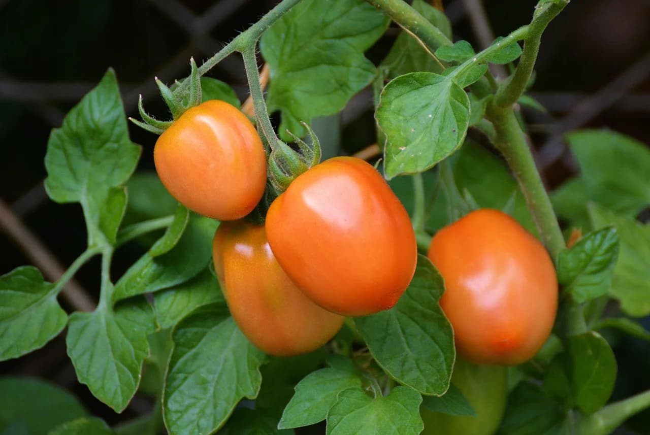 Roma tomato plants with orange plum-shaped fruit hanging on the vine among green leaves