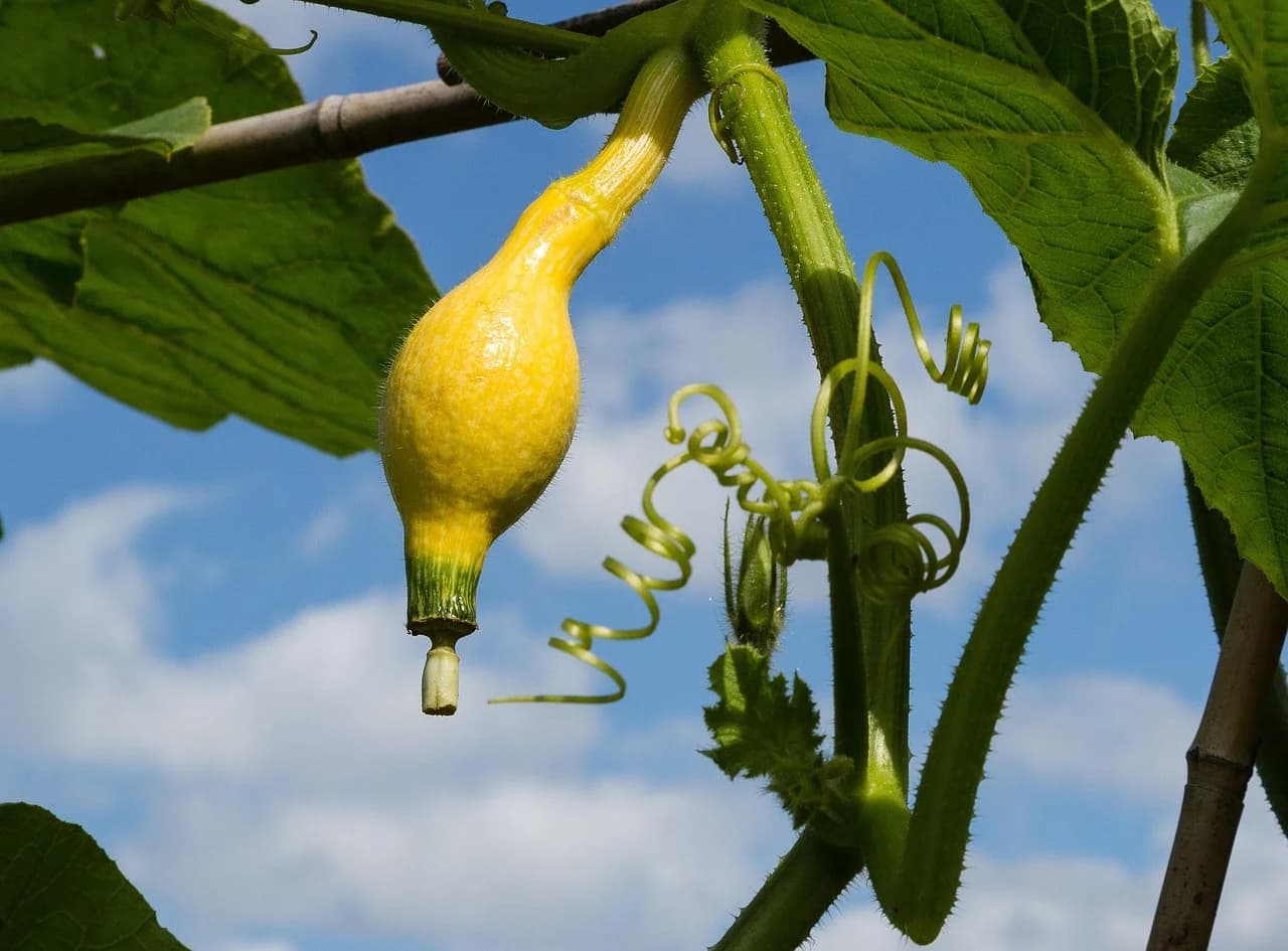 Yellow Squash fruit hanging from a vine with curly tendrils against a blue sky