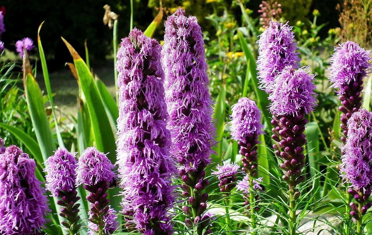 Blazing star plants with dense purple flower spikes growing in a garden bed among green foliage