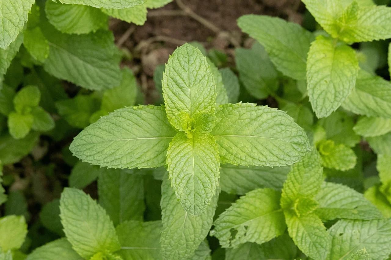 Mint plants with wrinkled green leaves growing densely in garden soil
