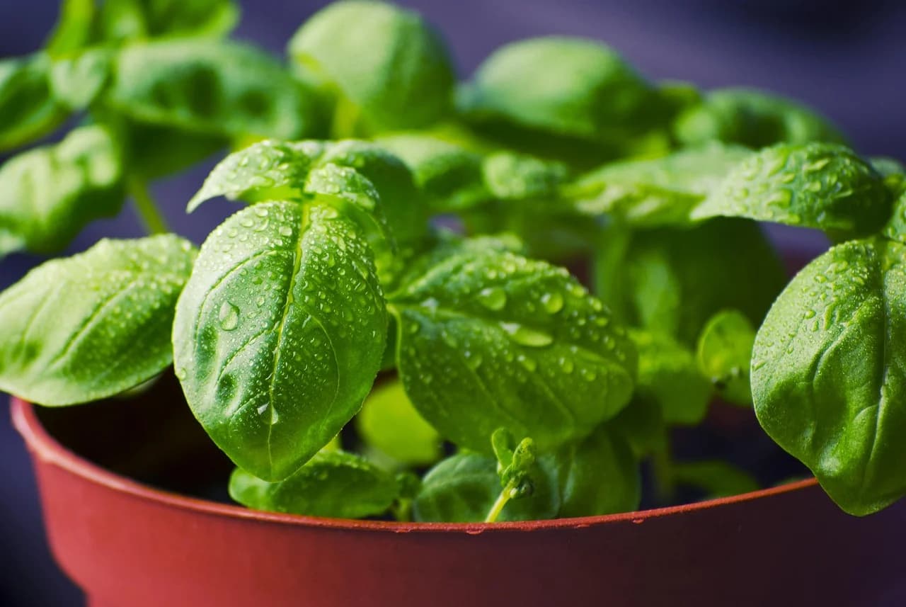 Basil plant with water droplets growing in a red terracotta pot