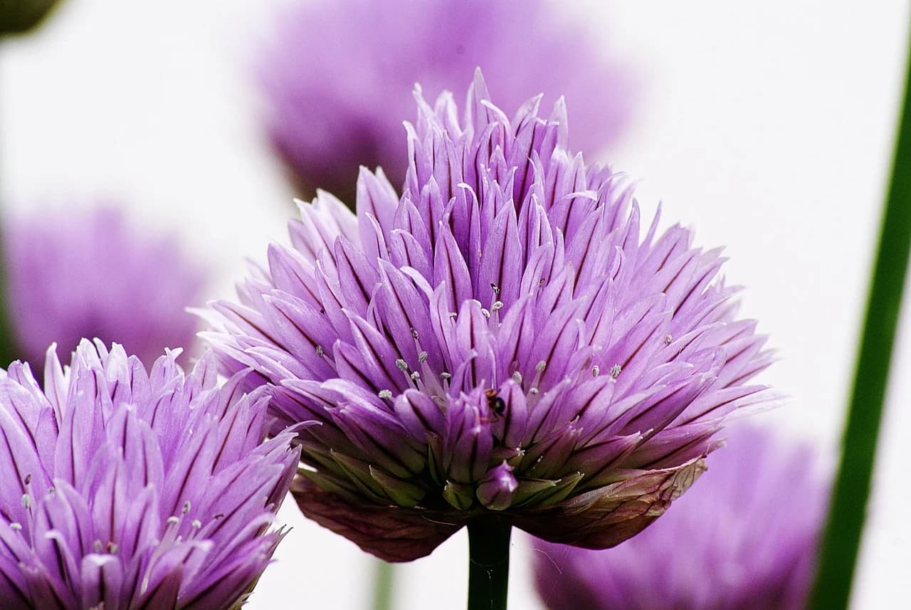 Chives flower heads with purple petals blooming on green stems against a white background