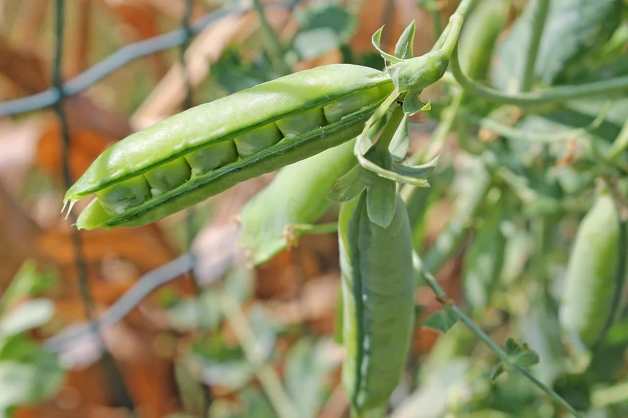 Sugar snap pea pods growing on a vine with peas visible inside the plump green pods