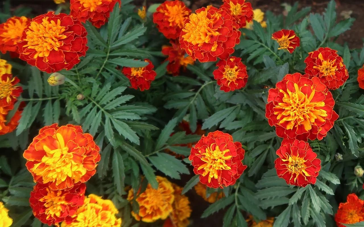 French marigold plants with red and orange bicolor flowers growing in a garden bed