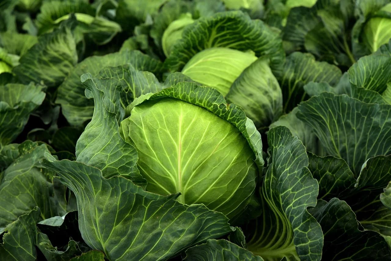 Green cabbage head surrounded by outer leaves growing in a field
