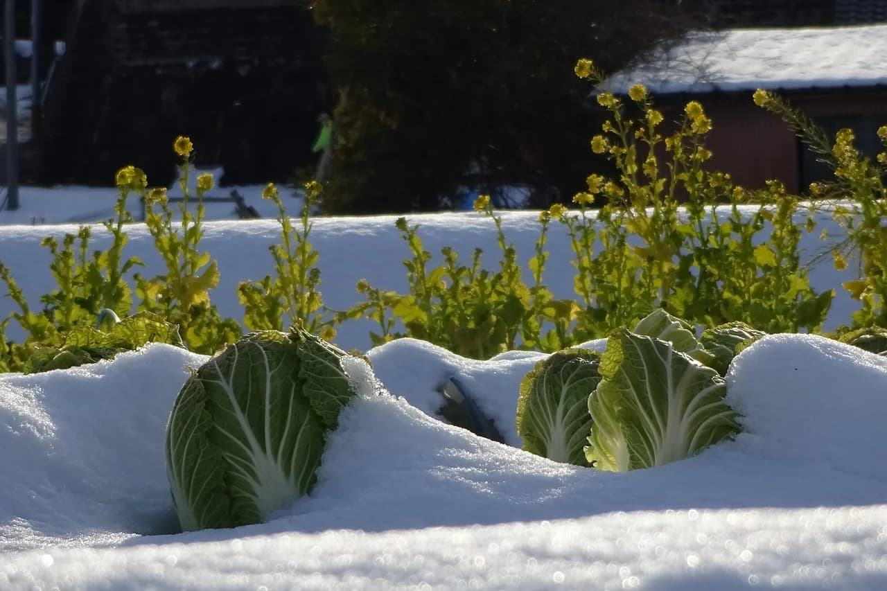 Napa cabbage heads growing in a snowy garden bed with yellow flowering plants behind