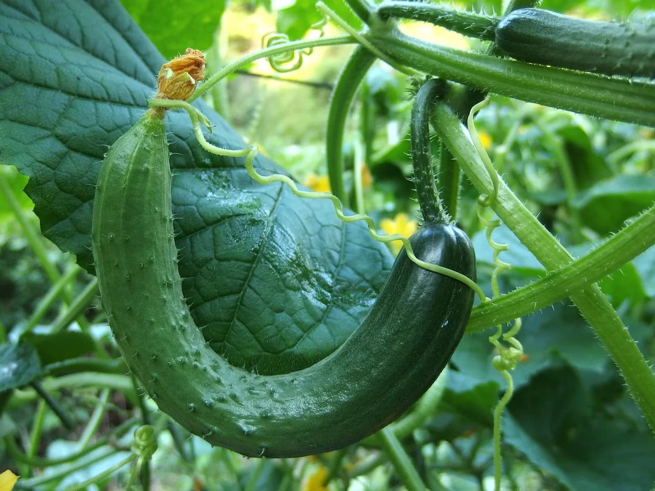 Armenian cucumber fruit, long and curved, growing on the vine with leaves behind