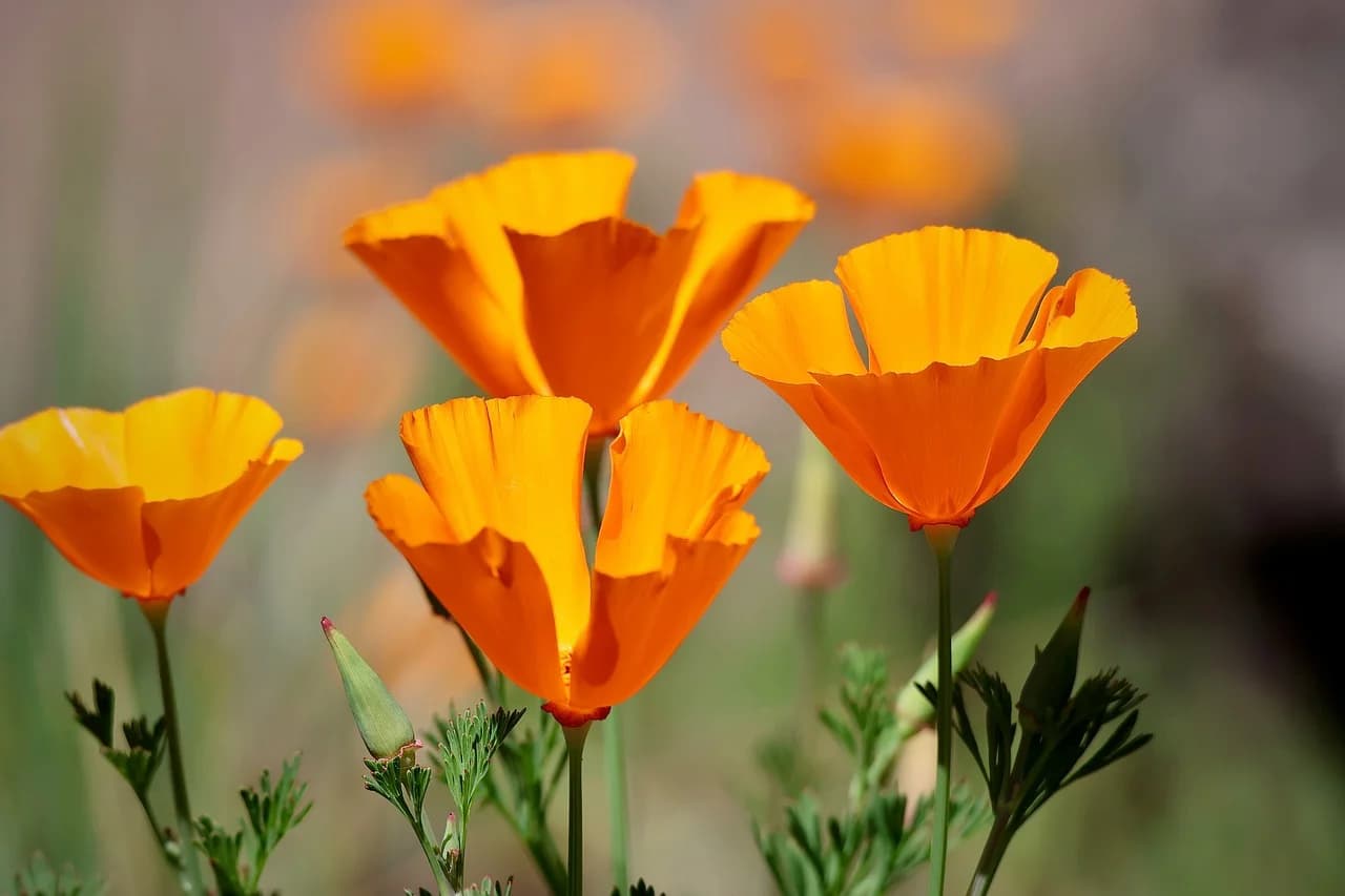 California poppy flowers in bloom on slender stems with feathery green leaves and soft background