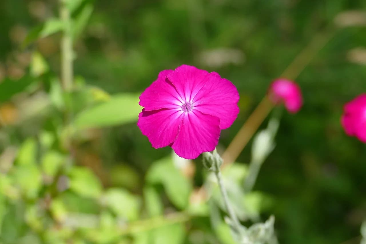 Rose campion magenta flower with a bud on a stem against blurred green foliage