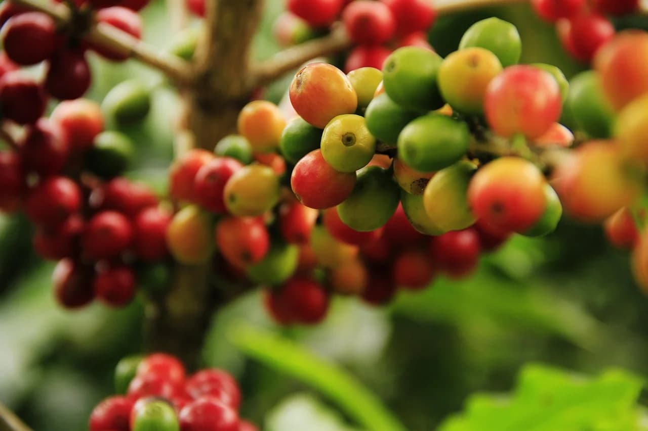 Coffee plant branch with red, yellow and green coffee cherries growing in clusters