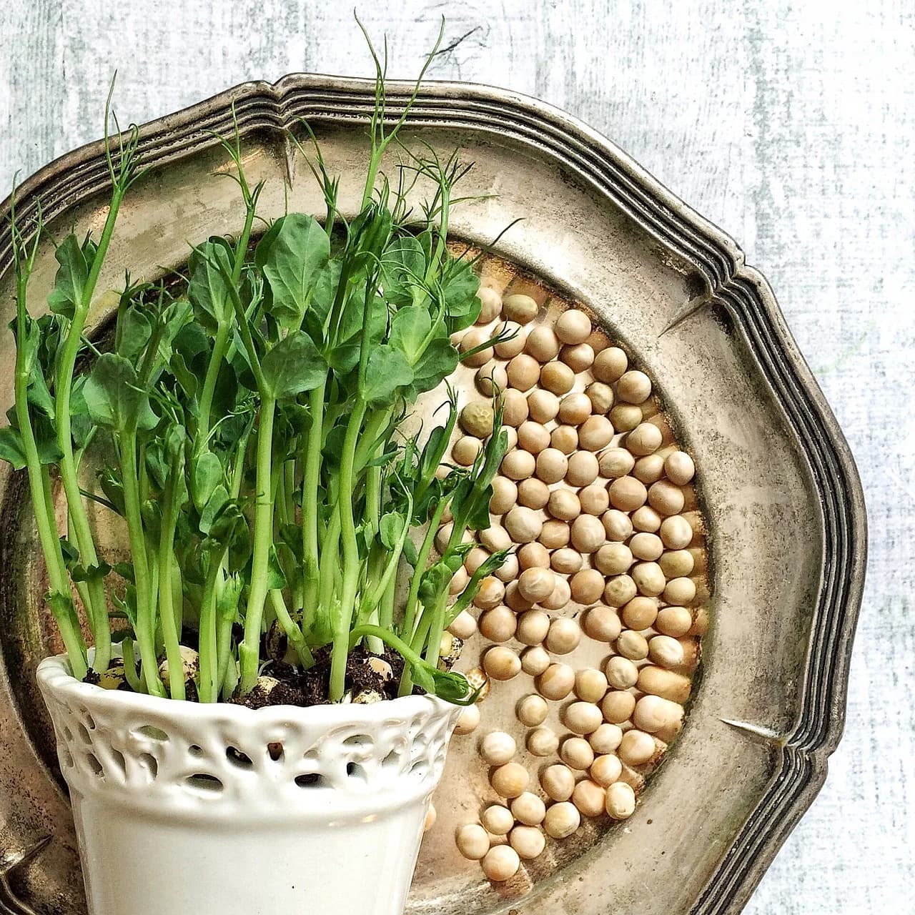 Pea shoots growing in a white openwork pot beside dried peas on a silver tray