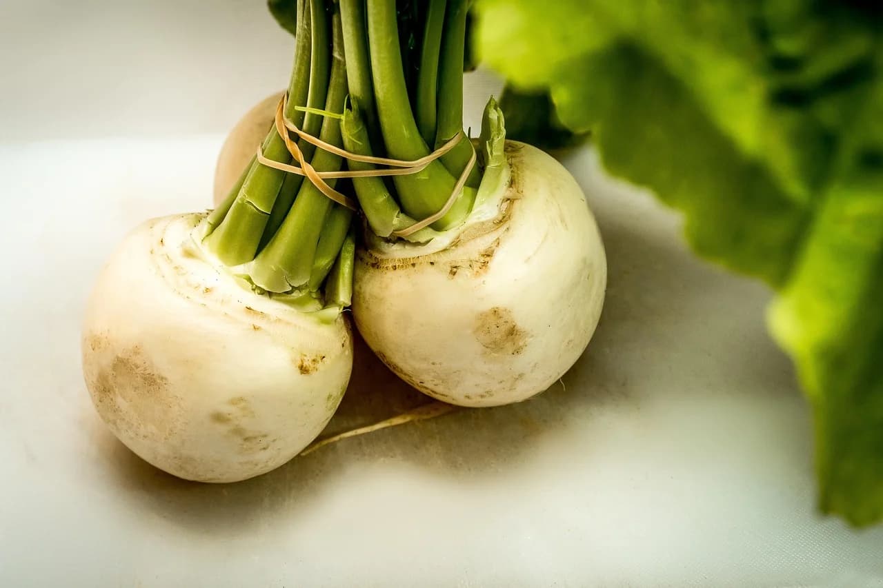 Turnip bunch with white roots and green stems tied with a rubber band