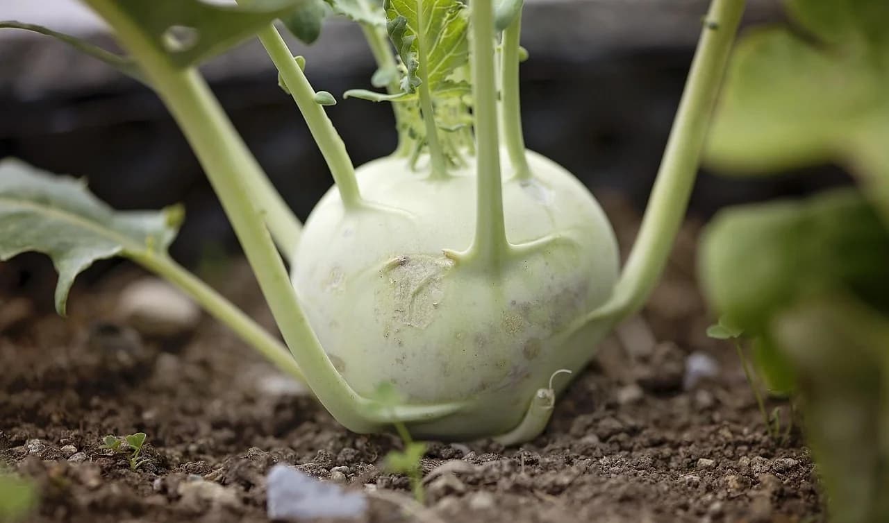 Kohlrabi bulb with leafy stems growing in garden soil