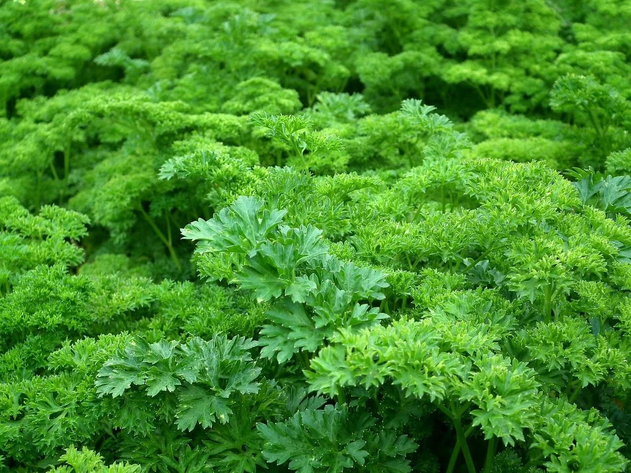 Curly parsley plants growing densely in a garden bed