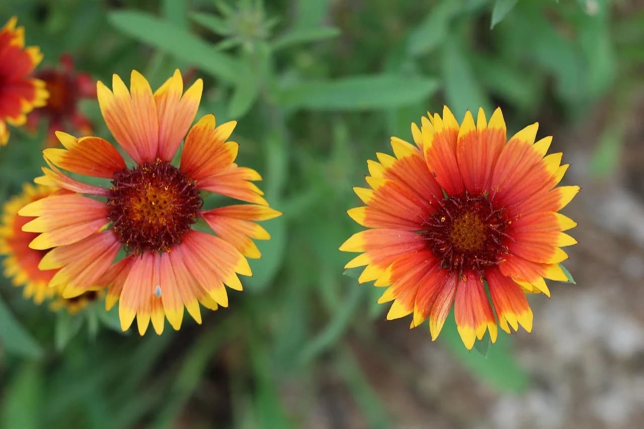 Blanket flowers with orange and yellow petals blooming among green foliage