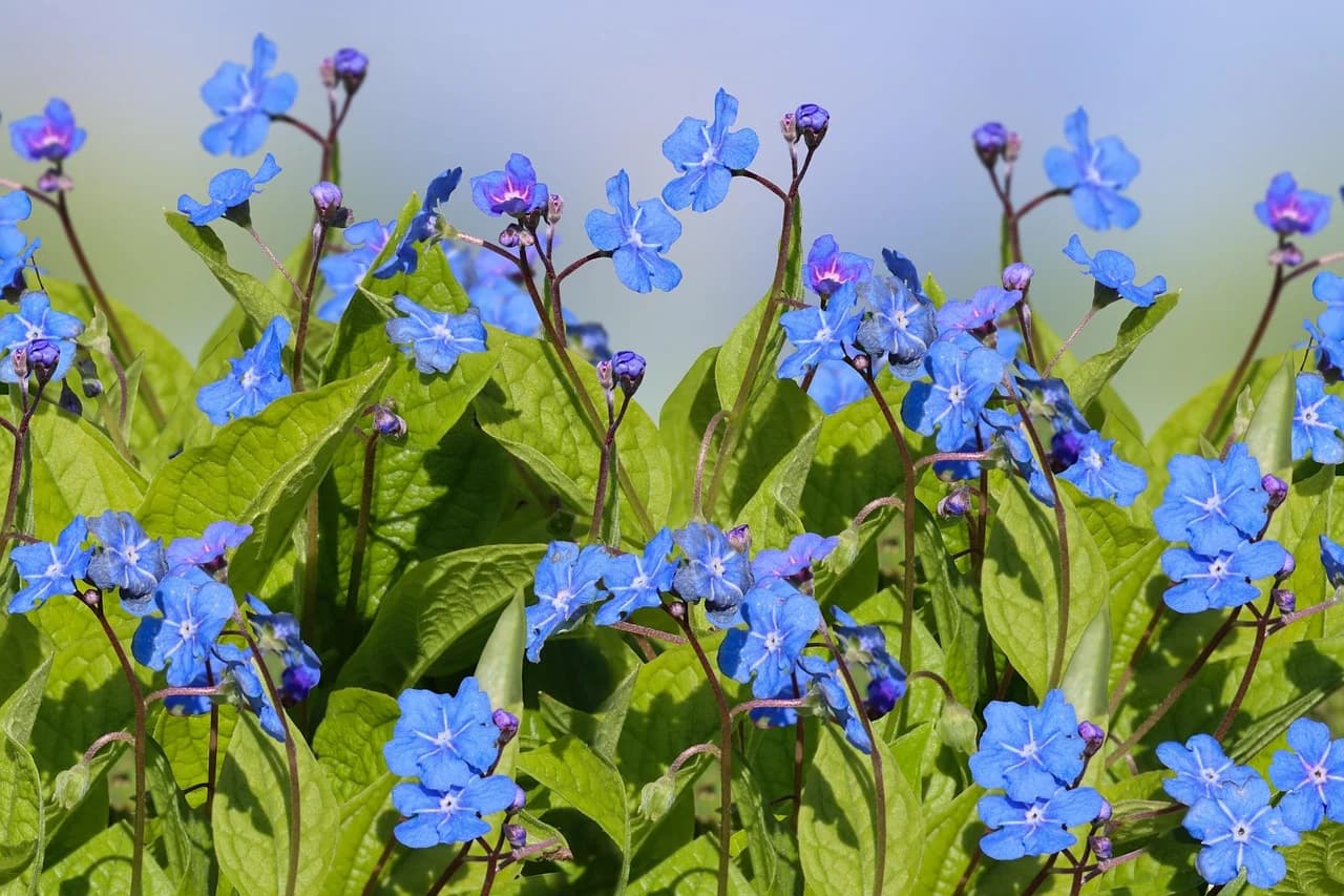 Chinese forget-me-not plants with blue flowers, buds and broad green leaves growing in a garden
