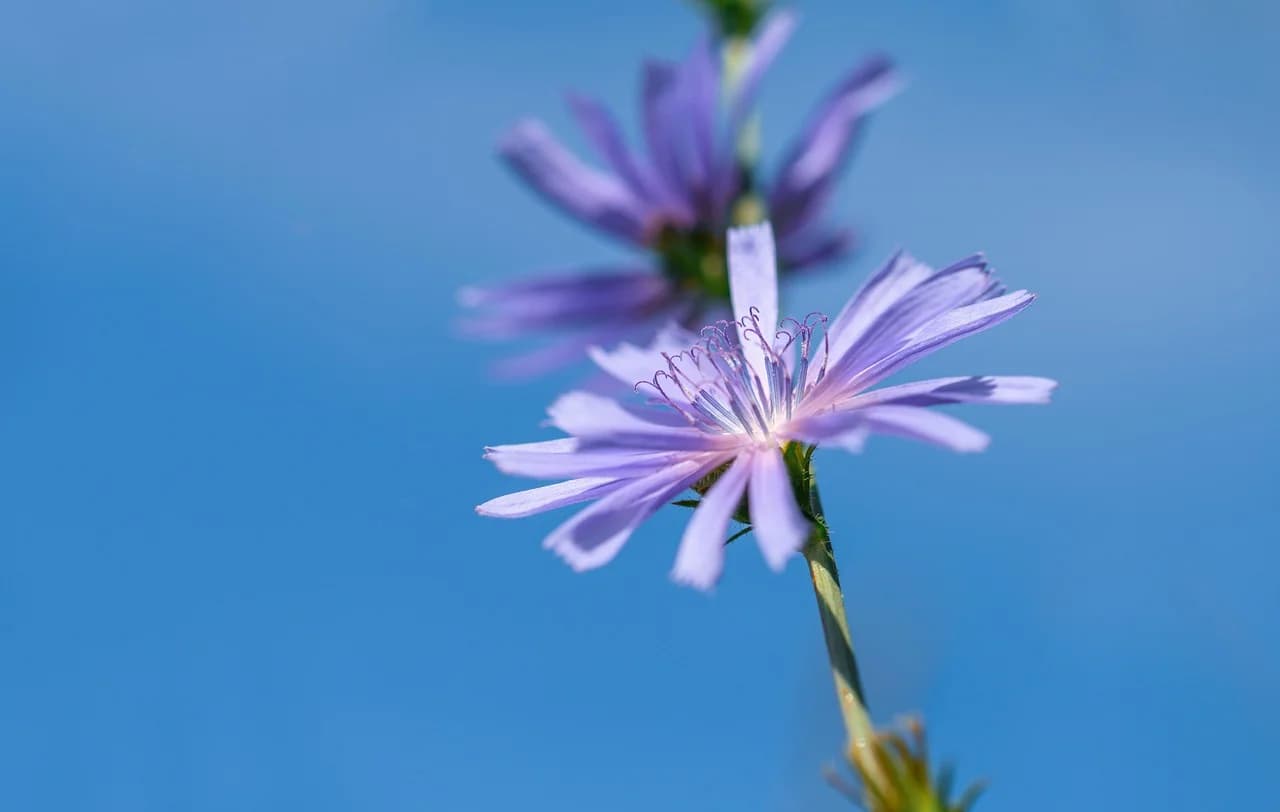 Chicory flowers with pale blue-purple petals on slender stems against a blue sky