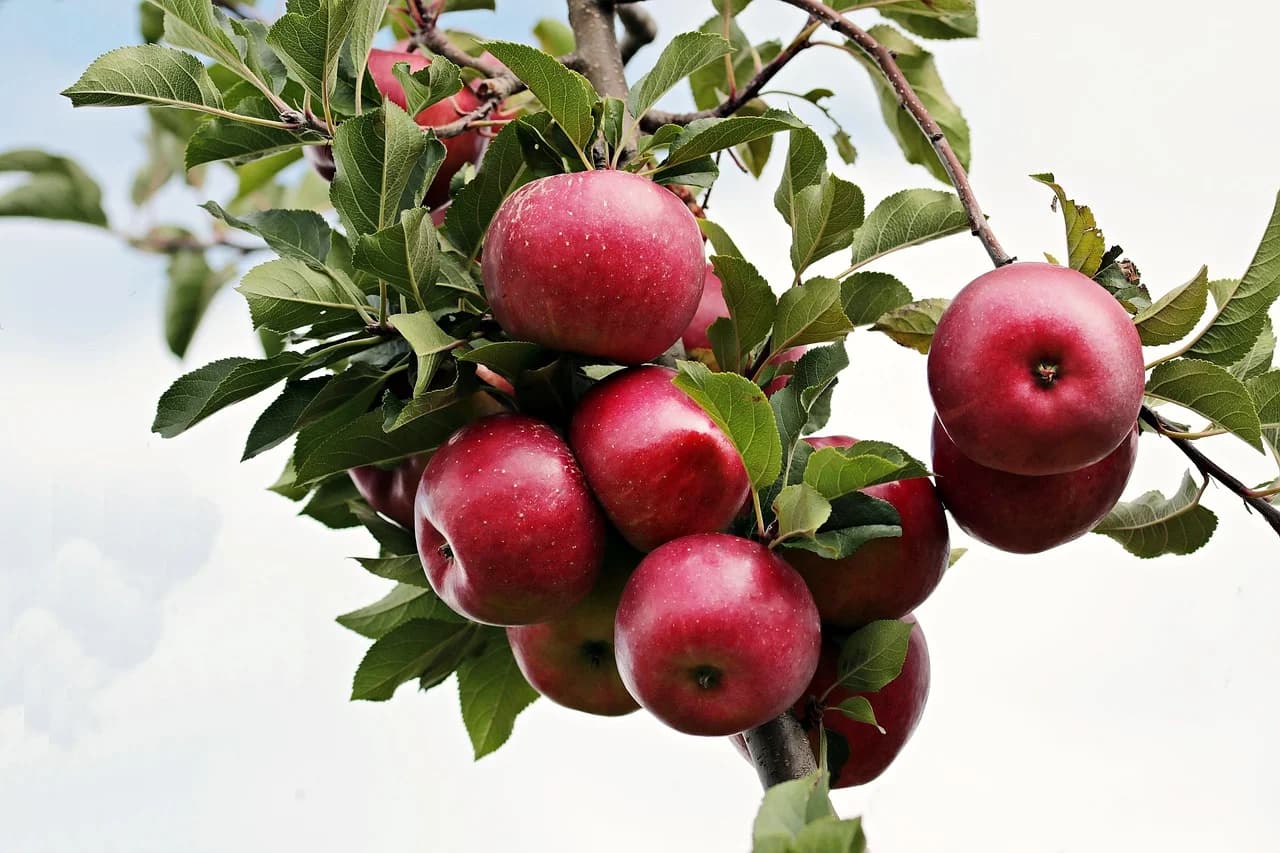 Cluster of red apples hanging among green leaves on an apple tree branch