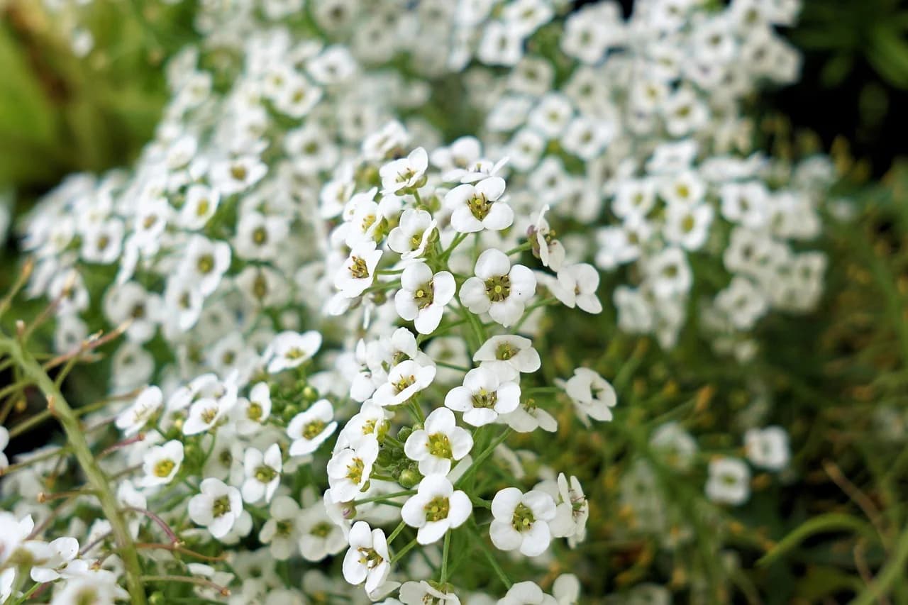Sweet Alyssum white flower clusters with yellow centers growing in a dense bushy plant