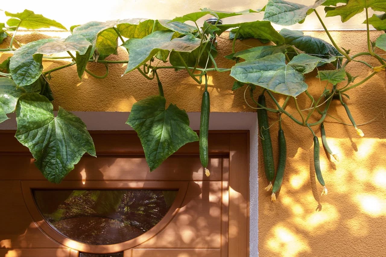 English cucumber vines with long green fruits hanging on a wall beside a wooden door