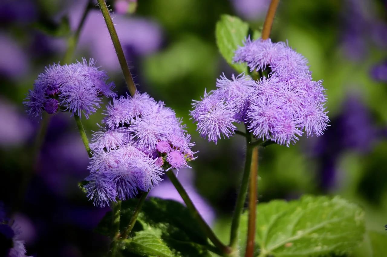 Ageratum fluffy lavender flower clusters on green stems with broad leaves