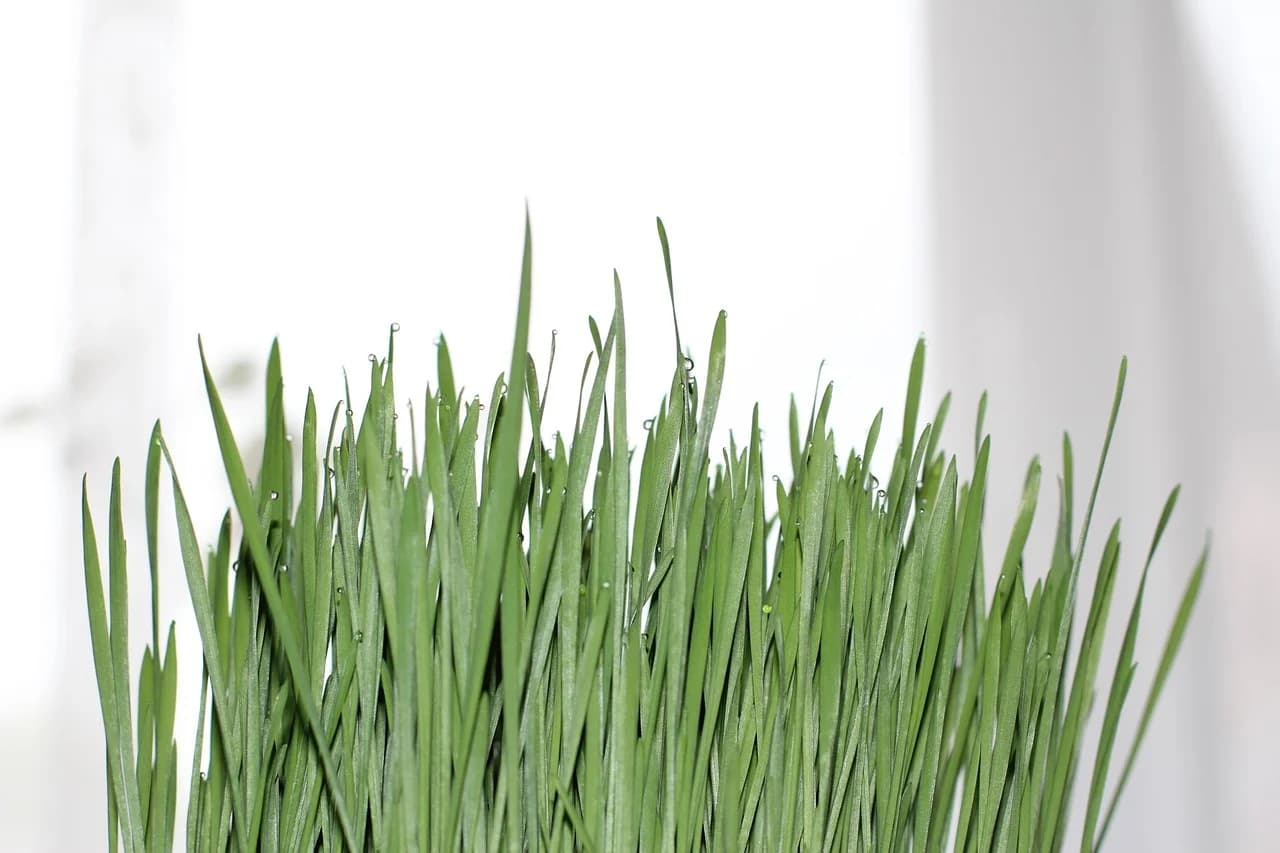 Wheatgrass blades growing upright with water droplets against a white background