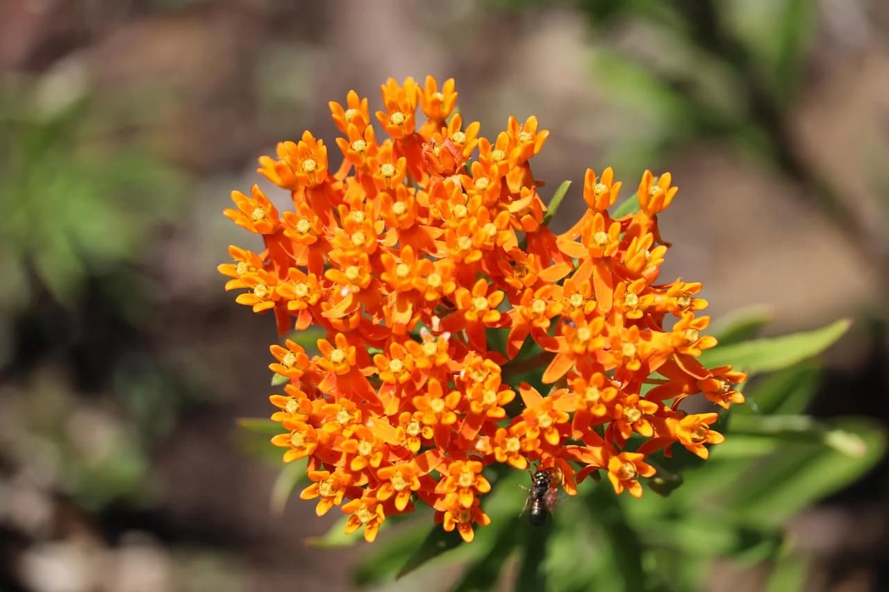 Butterfly weed dense orange flower cluster in full bloom with narrow green leaves