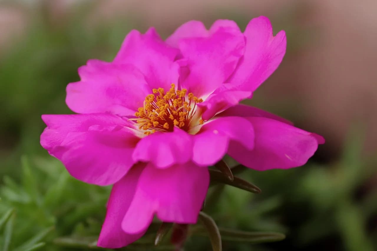 Moss rose flower with magenta petals and yellow stamens above fleshy green leaves