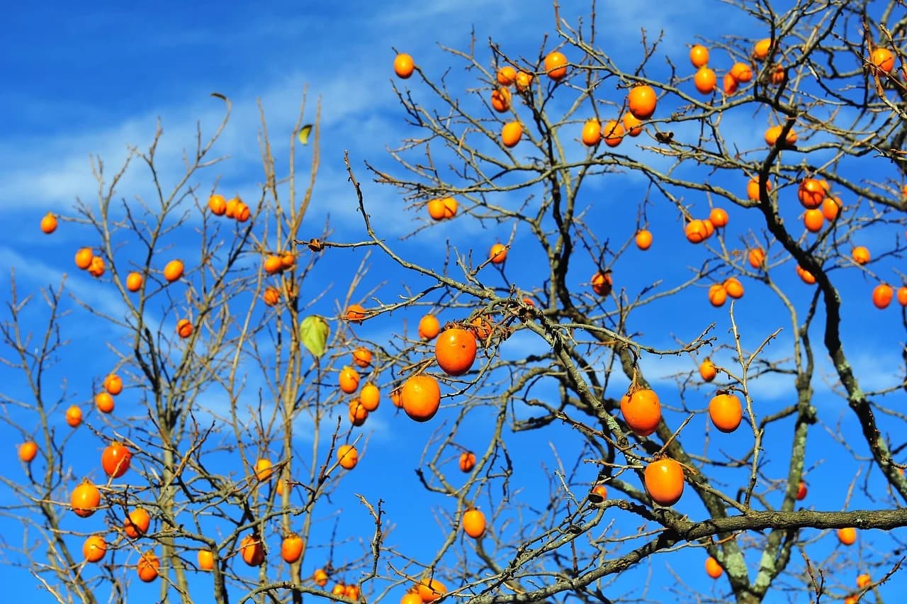 American persimmon tree with small orange fruits on bare branches against a blue sky