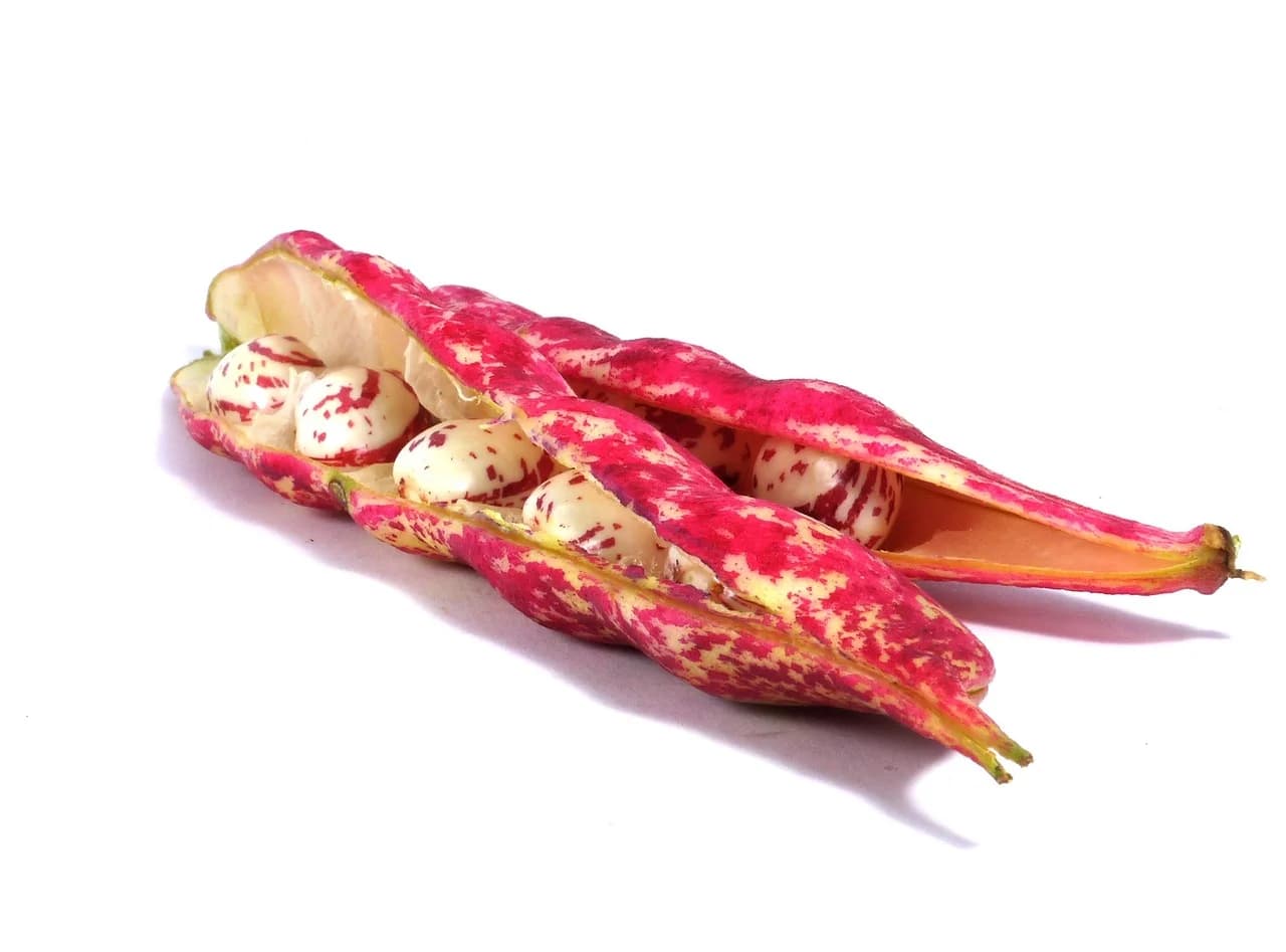 Cranberry bean pods split open showing red-speckled cream beans on a white background