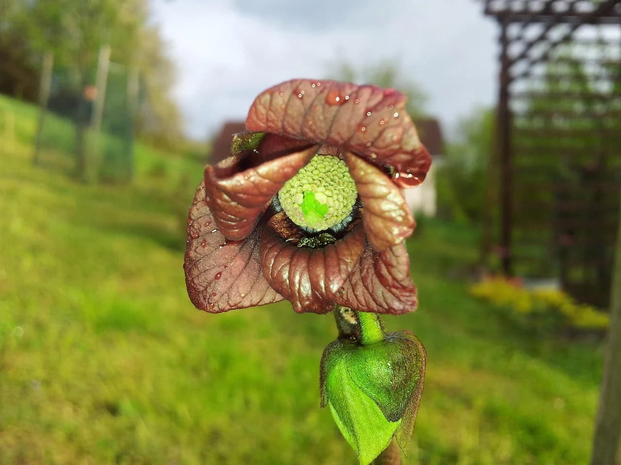 Pawpaw flower with dark maroon petals and a green central cluster, with water droplets on the petals