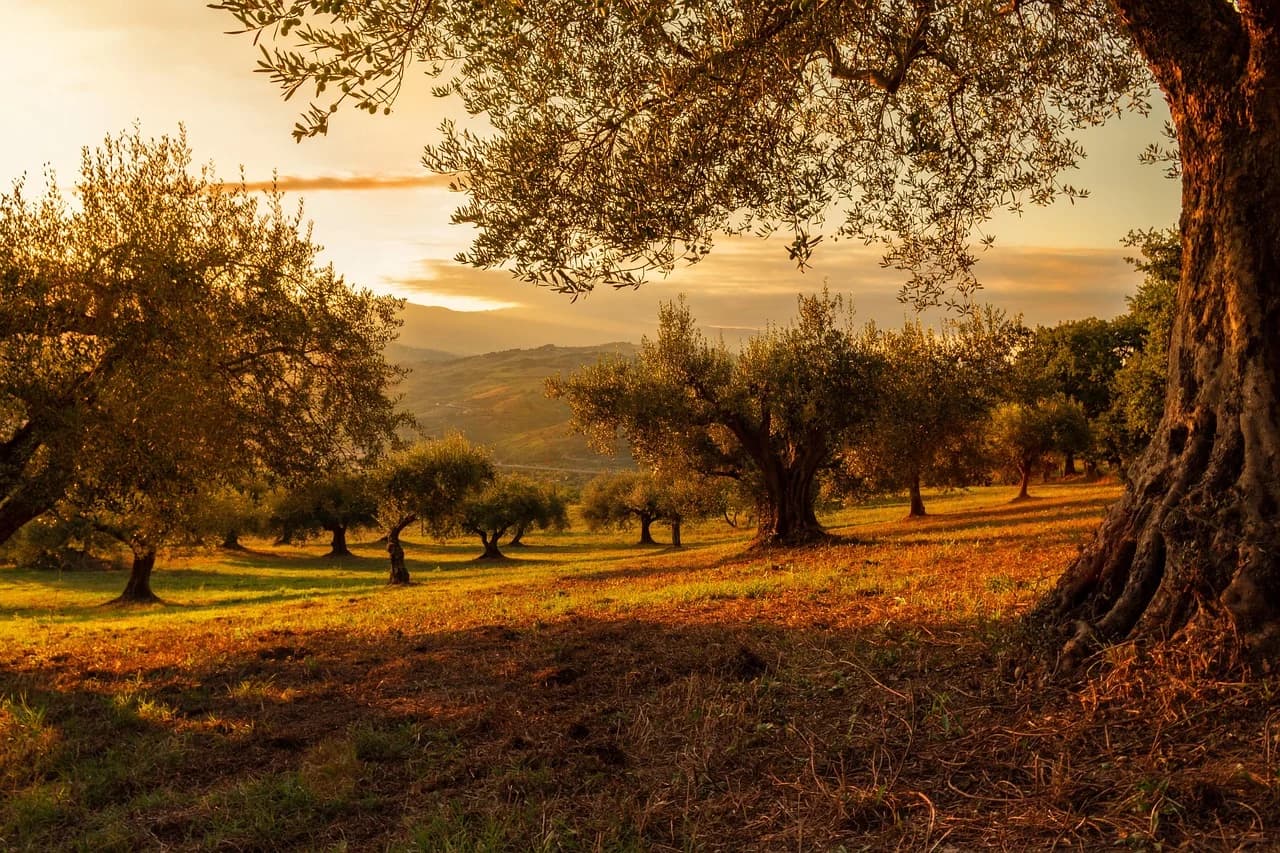 Olive trees in a grassy orchard at golden sunset with a large gnarled trunk in the foreground