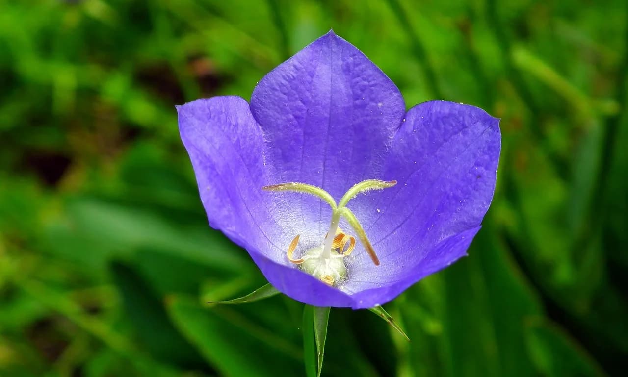 Carpathian Bellflower bloom with violet open petals and pale stamens against blurred green foliage