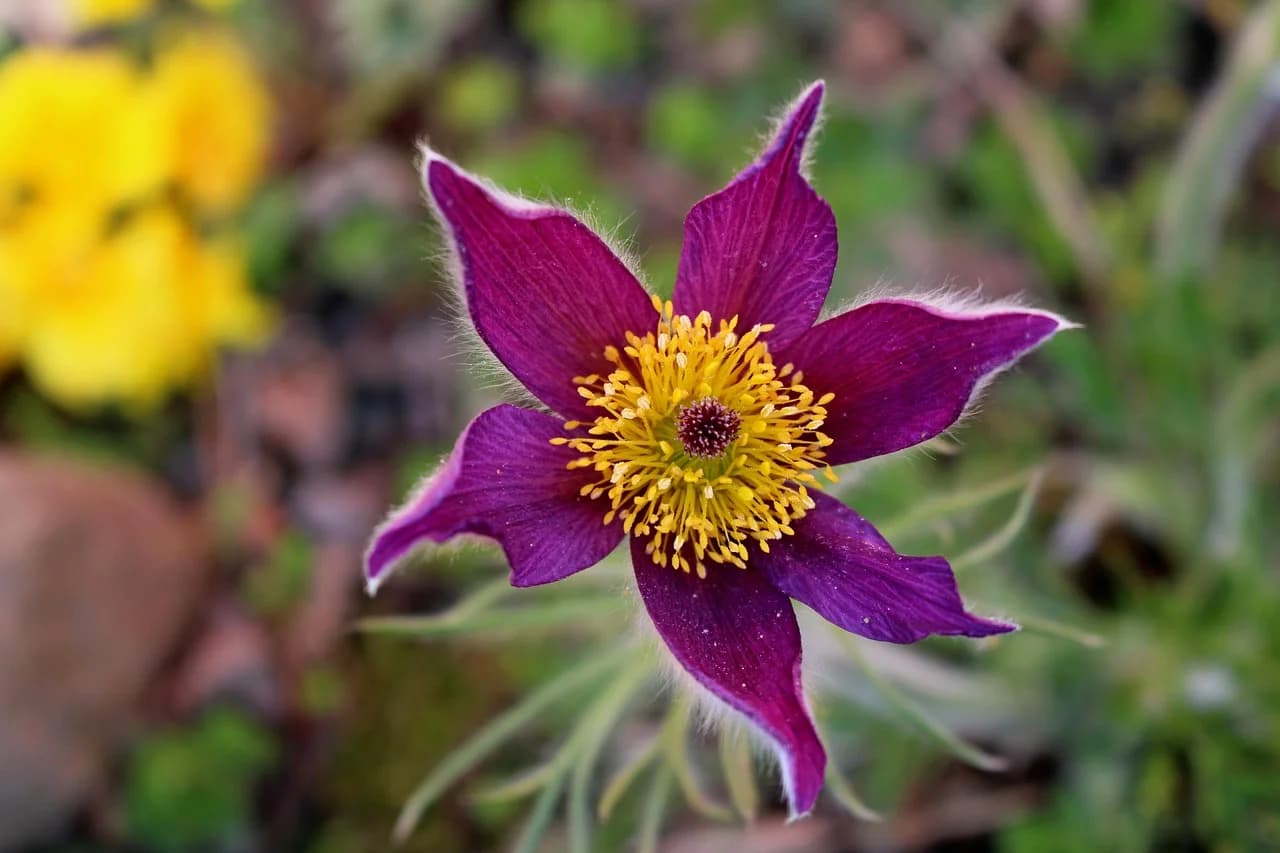 Pasque Flower bloom with purple petals and yellow stamens growing outdoors