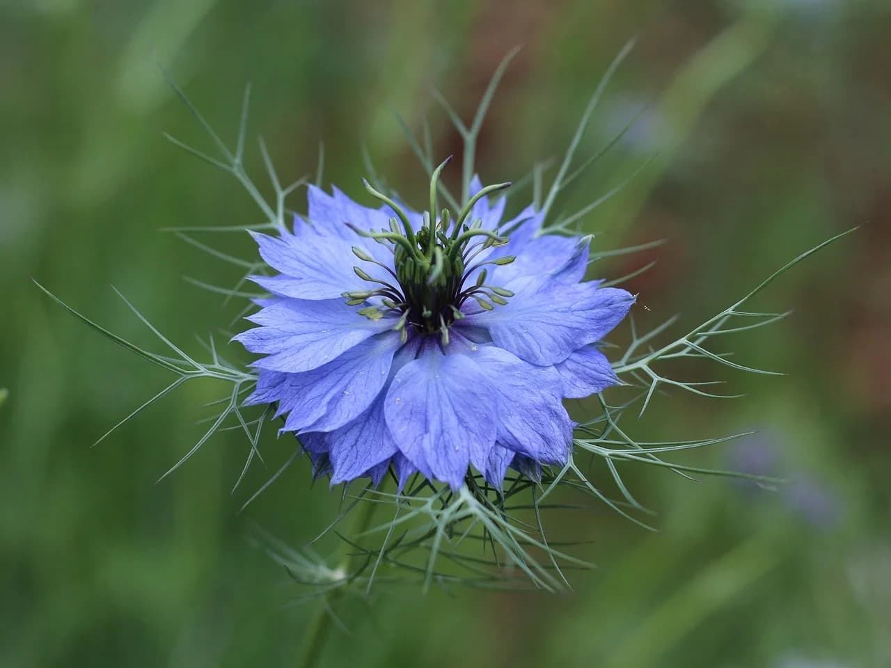 Blue Love-in-a-Mist flower with feathery bracts against a blurred green background