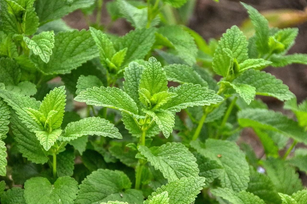 Lemon balm plants with serrated green leaves growing in a garden bed