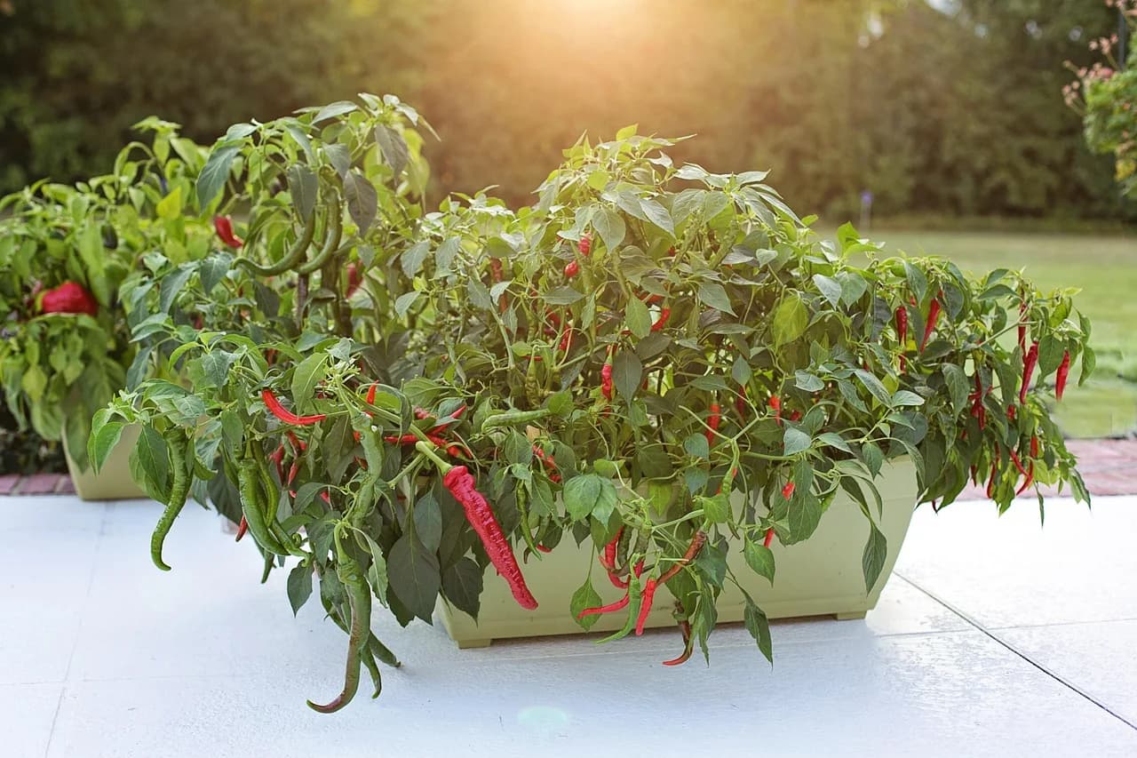 Cayenne Pepper plants with long red pods growing in a planter on a patio