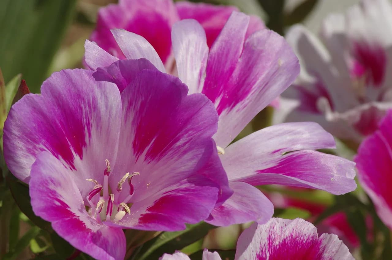 Godetia flowers with pink petals and magenta blotches growing among green leaves