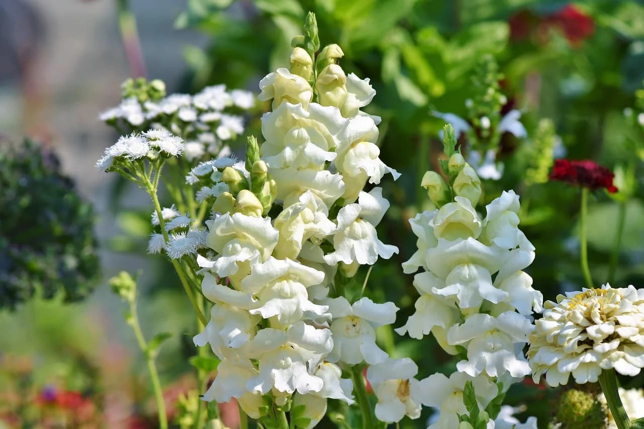 Snapdragon spikes of white flowers growing in a garden beside a white zinnia