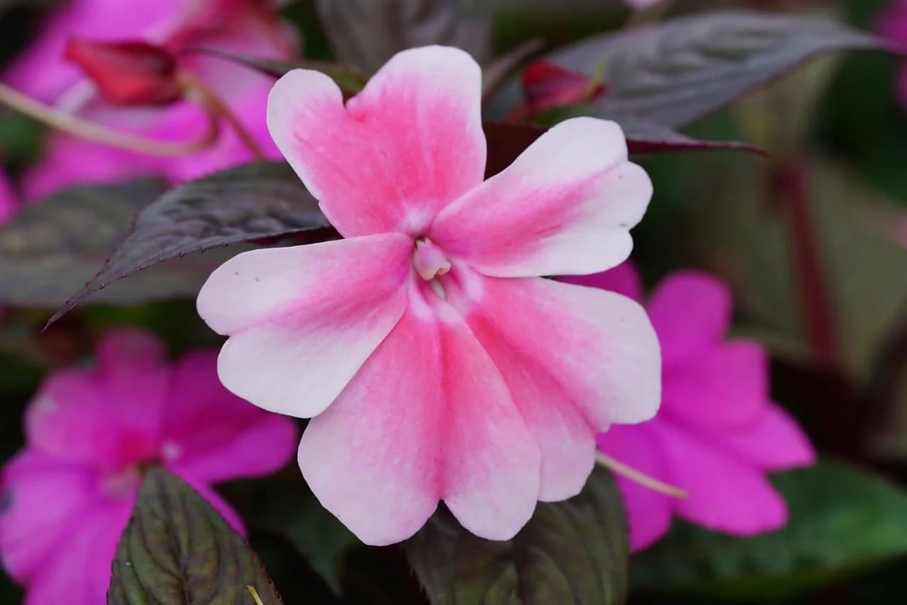 Impatiens pink and white flower close-up with dark green leaves and pink blooms behind