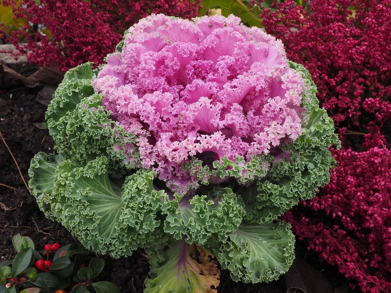 Ornamental kale plant with pink ruffled center and green frilled leaves growing in a garden bed